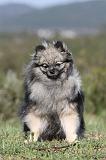 SPITZ ALLEMAND 142